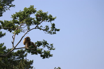 ときわ動物園、シロテナガザル、宇部、山口県