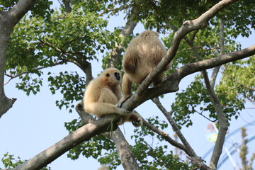 ときわ動物園、シロテナガザル、宇部、山口県
