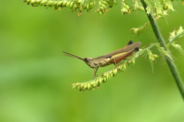 grasshopper on a leaf