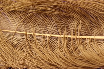 closeup of bird feather