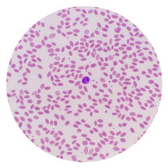 The oval shaped blood cells of the Wild Bactrian Camel. The microscopic image showed erythrocytes, leukocytes and platelet of camel.