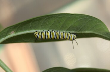 Monarch caterpillars, chrysalises, and butterflies