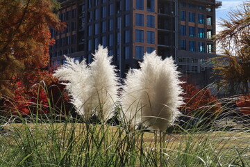 white pampas in the fall with building in the background