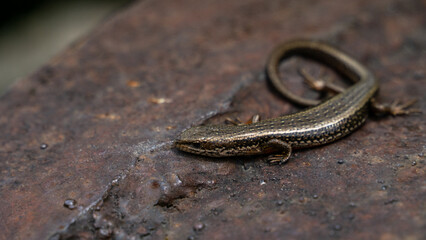 lizard on a pipe in the forest. a little lizard. little dragon
