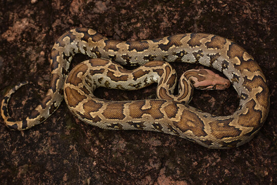 Rock Python