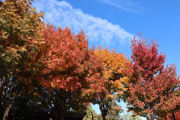 autumn trees and sky