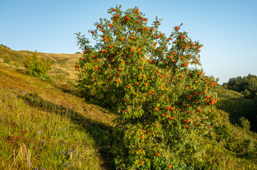 Fototapeta premium Rowan (Mountain-ash, Sorbus aucuparia) fruits. Carpathians, Poland.