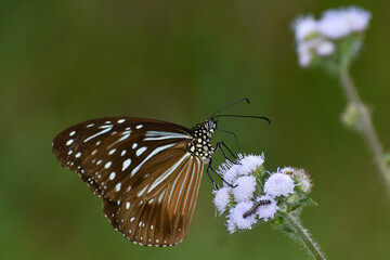 Blue tiger butterfly