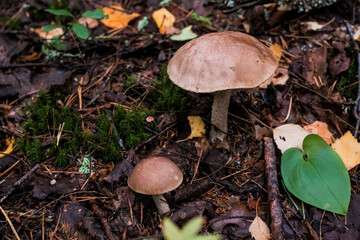 A closeup shot of a birch bolete fungus growing on a forest floor.Birch bolete mushroom in wildlife. Autumn mushrooms season.