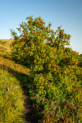 Rowan (Mountain-ash, Sorbus aucuparia) fruits. Carpathians, Poland.