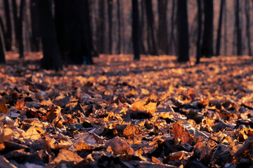  Fantasy autumn in the forest