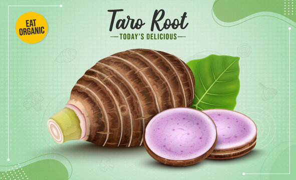 Fresh Taro Root Vegetable with Taro Root Round slices on green background- vector illustration