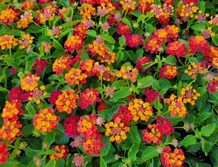 Obraz premium red and yellow flowers