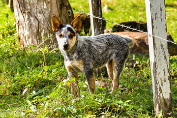 portrait of a dog