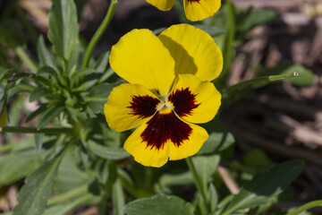 Pansies Blooming in a Garden