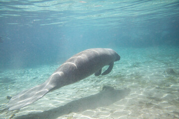 Obraz premium Manatees swiming underwater in Three Sisters Spring in Crystal River