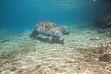 Obraz premium Manatee swiming underwater in Three Sisters Spring in Crystal River