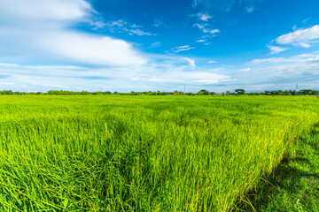 Obraz premium Scenic view landscape of Rice field green grass with field cornfield or in Asia country agriculture harvest with fluffy clouds blue sky daylight background.