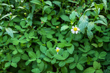 beautiful White seaside daisies,Marguerite daisy flower (Erigeron karvinskianus) or Mexican Daisy in a spring garden.