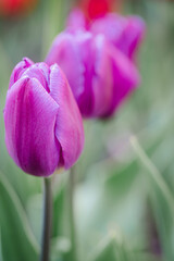 Tulips in garden in springtime