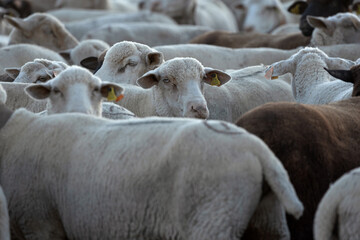shepherd man sheep cattle flock
