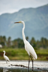 Egret