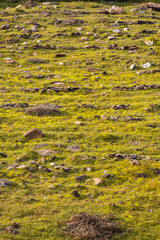 autumn landscape, yellow, grass