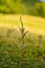 the grass in the field