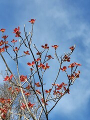 pink dogwood tree blossoming