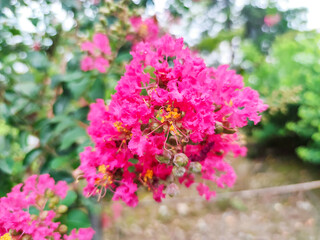 Obraz premium サルスベリの花
