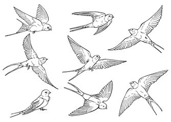 Set of flying swallow. Hand drawn illustration converted to vector. - obrazy, fototapety, plakaty