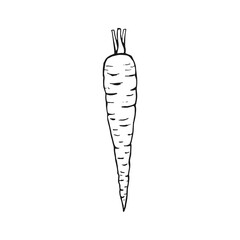 Carrot outline. Hand drawn vector illustration. Farm market product, isolated vegetable.
