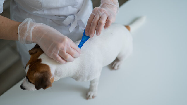 A veterinarian treats a dog from parasites by dripping medicine on the withers. 