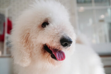 Funny, naughty dog puppy barking