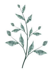 Fototapeta premium PNG. Green watercolor leaf.