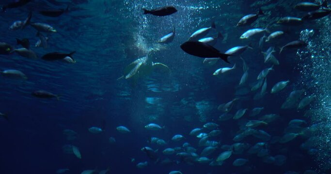 fish in aquarium glass cabinet aquarium with big fishes. 