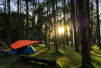 camping point. tent in tropical pine forest at sunset time. Tourist tent in spring forest.
