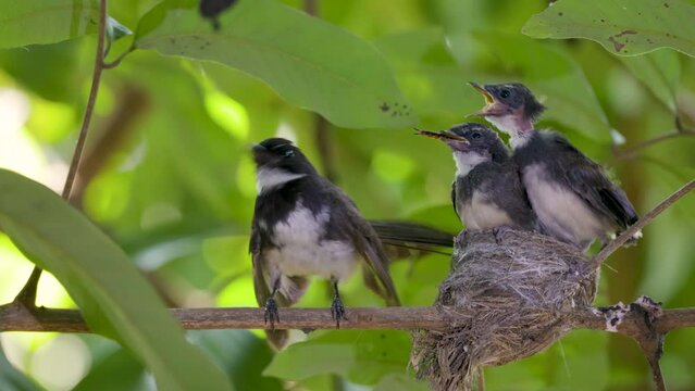 mother bird feeding her baby bird in the bird's nest.