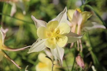 Obraz premium yellow daffodil flower