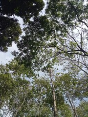 tropical trees in the forest with sky background 