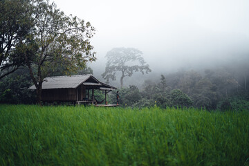 Fototapeta premium Rice field vacation, people at huts and rice terraces