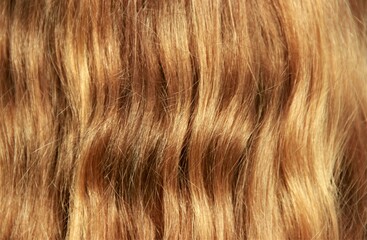 Naklejka premium Beautiful curly hair of wheat color in sunlight