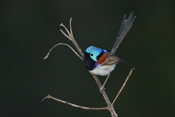 Australian male Variegated Fairy-wren -Malurus lamberti, Nominate race- perched dark background