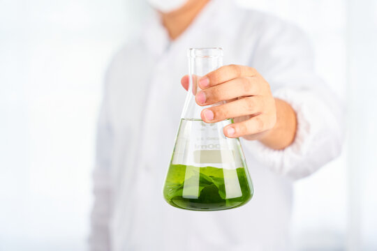 Asian Scientist With Science Research Biology With Seaweed Or Kelp In The Laboratory On White Background                                                         