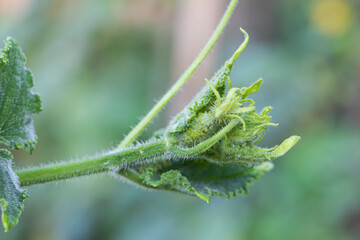 Macro shot of the cucumber plantation that has started to grow