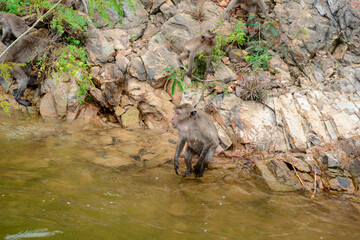 The monkey is walking on the rock at reservior.