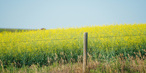 Fototapeta na wymiar Organic Canola field behind a fence post