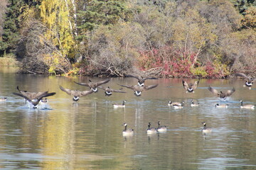 Geese Landing On The Lake, William Hawrelak Park, Edmonton, Alberta