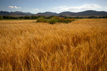 field of ripe yellow wheat