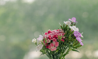 pink, white and purple flowers in front of a blur green background